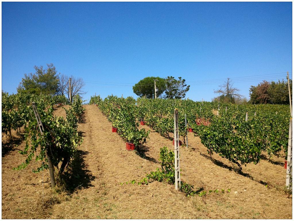 Agriturismo San Giusto Montiano  Buitenkant foto